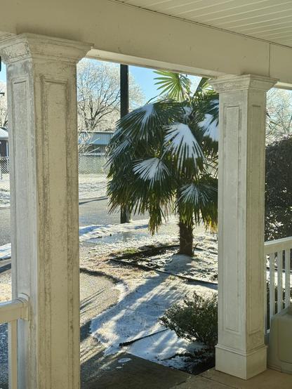 A windmill palm tree is partially covered in ice after a winter storm.  The sun is shining.