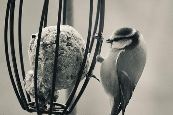 Foto einer Blaumeise mit Meisenknödel, Schwarzweiß-Filter