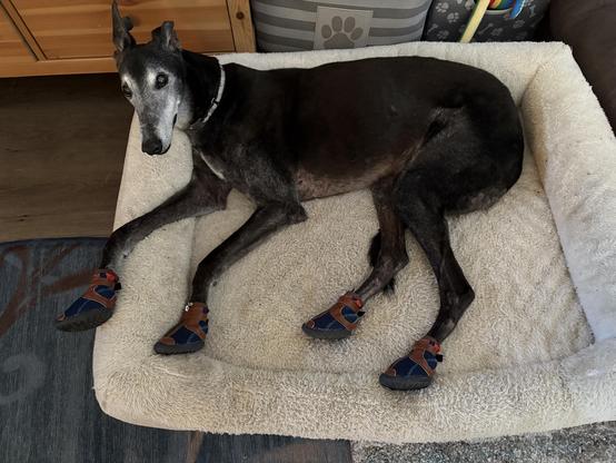 Photo of a black greyhound dog laying in a white dog bed. He is wearing blue and brown shoes on all feet.
