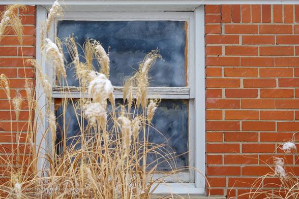 A window on a brick building is framed by dried, light brown grasses, dusted with snow.  The windowpane is frosted over, showing a blurry, muted view.  Light snow is falling, coating the grasses and the brickwork.  The scene suggests a winter day, with the muted colors and the snow.