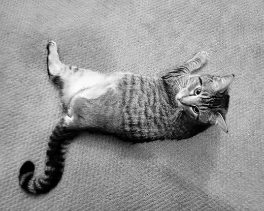 Black and white photo of a cat on the floor. The cat is missing a rear leg.