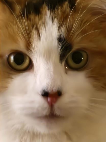 Close-up of a calico cat’s face, featuring large, expressive eyes and a soft, furry texture. The cat has a mix of orange, black, and white fur. @lukie24@mastodon.world
