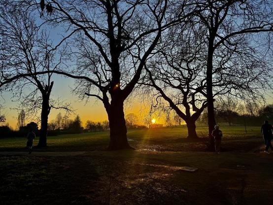 sunset in a park with sun setting between trees.