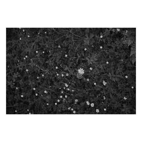 dark forest floor full of small vegetation and dappled with small blooms