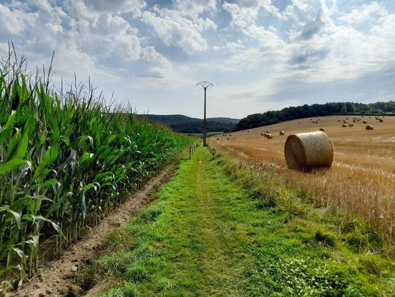 In the center a grass path leading away in the distance. To the left is a field of corn plants and to the right is a dry field with bales of hay. Further down the path is an electricity pole.