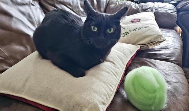 A totally black cat with lime green eyes called The Devil aka Mink bread loafs on a pillow staring at me in some sort of disapproval next to a ball of lime green roving I just combed.