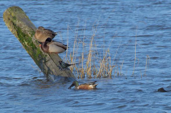 A photograph of a partially submerged wooden pole with green moss growing on it sticking out of a blue pond. Two mallards (a brown female with light spots and a more colorful male with a grey back, brown chest, and dark green head) are sleeping mid-way up the pole, their heads tucked under their wings. Nearer to the water, a Brewers Blackbird (blue-black in color and much smaller than the mallards) sits. In the water in front of the pole, a Northern Shoveler (iridescent green head, brown body, black wings, an intense yellow eye, and a wide dark bill) is scooping something out of the water. The tops of some brown weeds can be seen next to the pole.