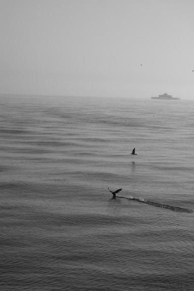 2 birds flying in calm water, with a ferry at background