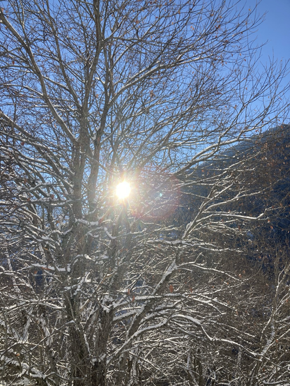 Sonne hinter verschneiten Ästen