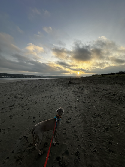 A pale sunrise through the clouds on a beach with a grey weimarana  dog in the foreground