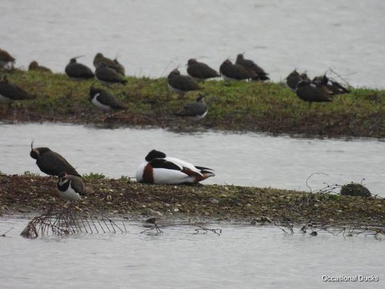 A shelduck lying asleep on a spit of land, its white black and brown patterning contrasting brightly with the poorly lit scene. The land, the water around it, and some peewits that are standing about in the vicinity, all seem really dull.