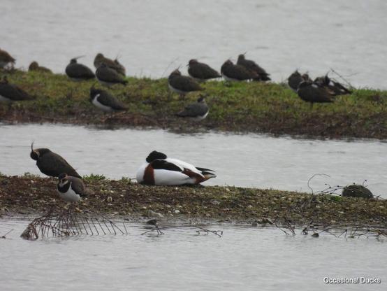 A shelduck lying asleep on a spit of land, its white black and brown patterning contrasting brightly with the poorly lit scene. The land, the water around it, and some peewits that are standing about in the vicinity, all seem really dull.