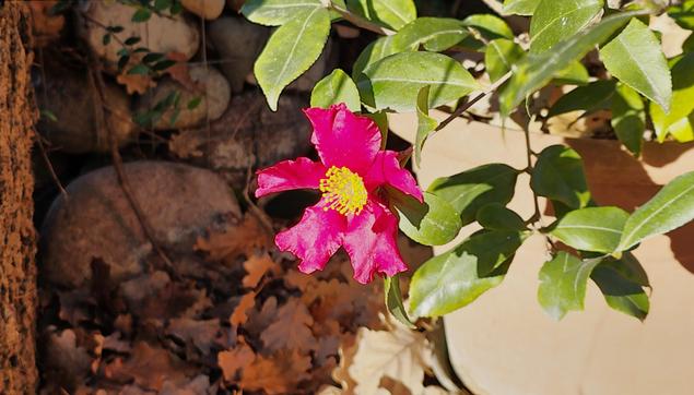 The image contains a vibrant red flower with a yellow center, surrounded by green leaves. It appears to be growing in a natural setting with stones and dry leaves in the background.