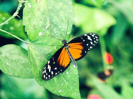Black and orange heliconius butterfly with open wings in the butterfly house in icod de los vinos, tenerife