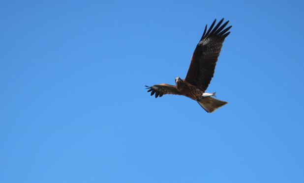 An eagle (black kite) flying and holding a fish in its talons. It's somewhat high and it's looking down, looking for a safe spot to land and eat.