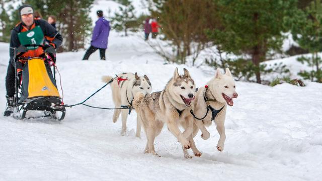 Huskies pulling a sledge in snow during a husky rally near Aviemore in Scotland, there is a man on the sledge controlling the dogs, the dogs are really happy and excited as they don't get to run in snow very often due to climate change.