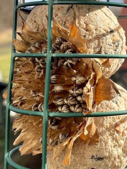 Meisenknödelhalterung in dem neben Meisenknödeln der Kopf einer getrockneten Sonnenblume steckt. Dieser in diesem stecken noch einige Sonnenblumenkerne
