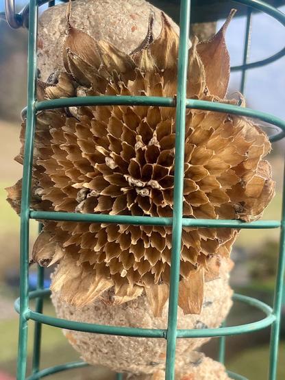 Die gleiche Meisenknödelhalterung, aber nun sind fast alle Sonnenblumenkerne weg.