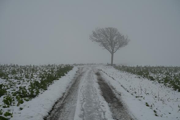 Schneelandschaft. Der dreckige Feldweg führt leicht bergan in den Horizont in der Mitte des Bildes. Ein einsamer Baum in der Diesigkeit streckt seine Arme mehr nach links denn nach rechts. Links und rechts säumt Senf den Weg, reckt sich grün aus dem Schnee, kann aber das Versprechen nach einem Hauch von Frühling nicht halten.
