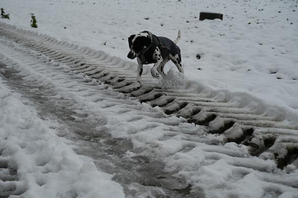 Schneemotiv. Der #Dalmatiner hüpft über die dreckige Traktorspur.