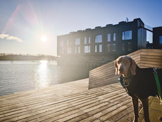 A sunny photo of a dog in a black jacket standing on a promenade besides the water.