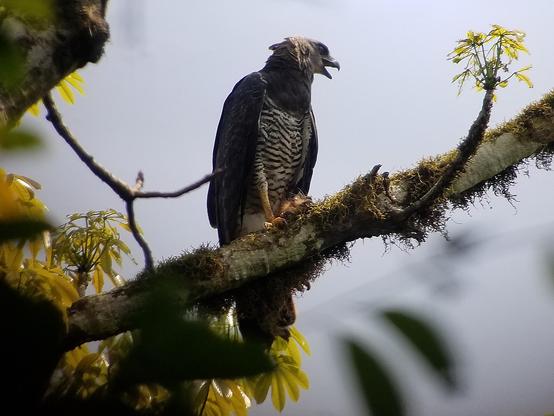 A handsome eagle with a black throat and boldly black and white striped breast sits on a thickish, lichen-covered branch. His crest is flattened like an angry dog's ears and his beak is open. There is a hint of orange fur clutched in his talon, although most of the prey item is out of view. He is not silent, he is obviously calling!  This is the father Crested Eagle, who returned to the nest to discover his baby bird had left the nest for the very first time. He made a lot of noise for a couple of hours, and eventually the baby did respond and was fed. from a new perch in the forest. The prey item is a juvenile kinkajou but you can't ID it from this photo. Darien, Panama. Photo by Peachfront. May 2019.