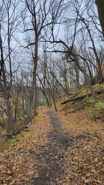 A narrow footpath bordered by piles of golden leaves and tall, leafless trees. The sky in the background is free of clouds and powder blue.