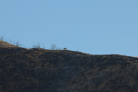 Coyote on burned out ridge