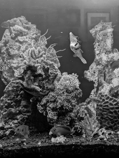 Black and White shot of craggy rocks with coral growth. At the bottom two fish in sand. Center top a pufferfish swimming toward the top of the water.