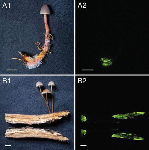 photos of small mushrooms and the same scenes in dark showing a faint green glow
