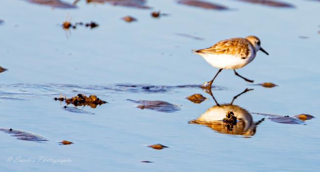 "The image captures a charming sanderling mid-stride as it scampers across a serene tidal pool. One of its legs is lifted, which gives a wonderful sense of motion. The calm water of the tidal pool mirrors the bird and includes some scattered seaweed or debris, adding a touch of natural texture. The background is blurred to keep the viewer’s attention on the lively sanderling and its reflection.

The image has a signature "© Swede's Photograph" in the bottom left corner, a nice nod to the talent behind the lens." - Copilot
