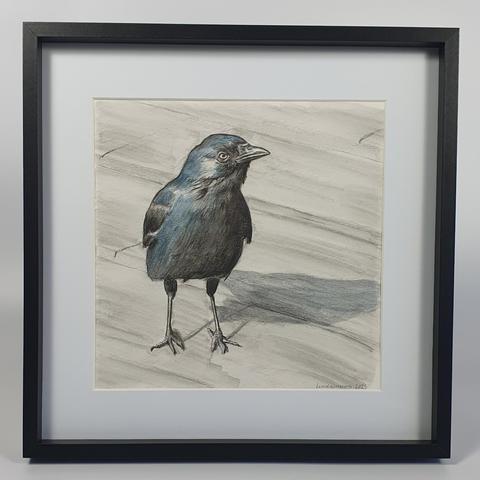 Ingelijste tekening van een tekening. Een kauw die direct naar je kijkt. Zwarte lijst met wit passe-partout