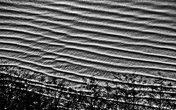 Black and white image of rolling waves approaching the beach with silhouettes of trees in foreground