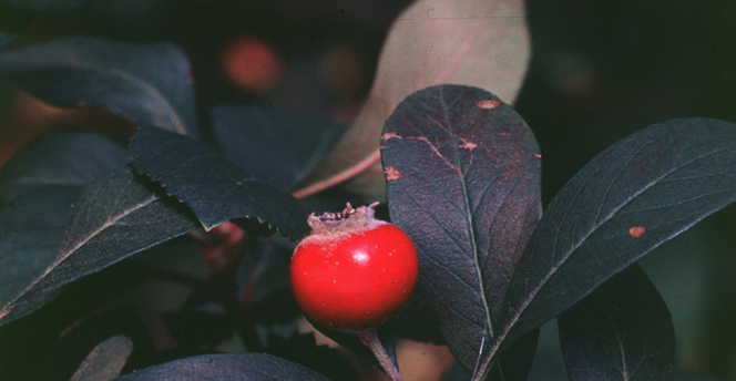 Stern's Medlar (Mespilus canescens)