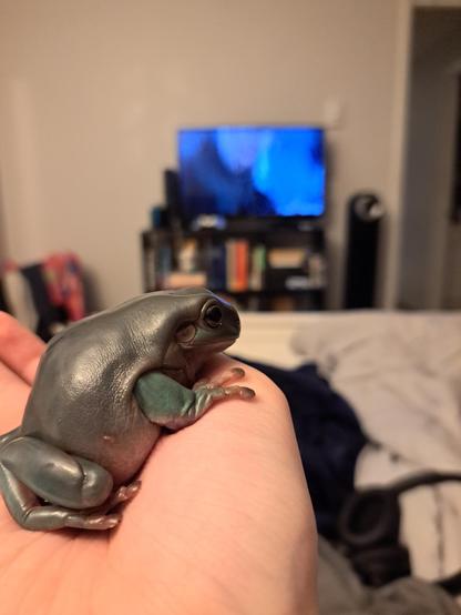 A male White's tree frog sits in a hand in front of a blurred background with a TV.