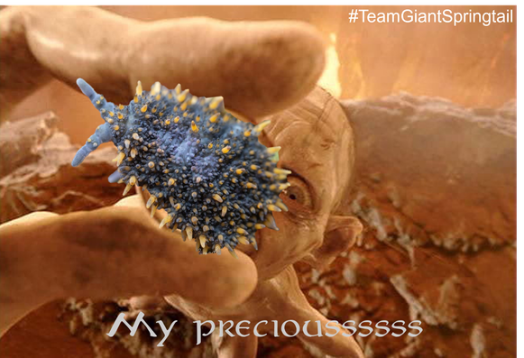 An edited image of Gollum from Lord of the Rings holding up a giant springtail, with text below reading 'My precious'.