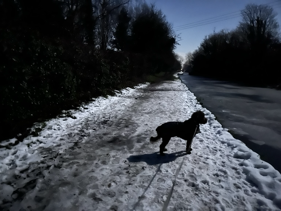 Silhouette of average sized dog on towpath looking at canal. Hedge runs to left down towpath. Scene is lit by moon. Moon not in photo.