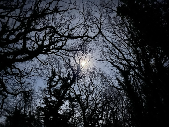 Moon through lattice of twigs and branches looking up through tree tops. Moon not clear but more of a blurred light, photo taken on iphone.