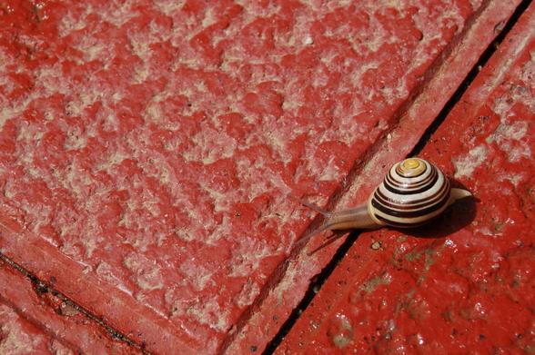 Fotografia d'un cargol passejant pel terra d'un carrer, damunt d'unes rajoles de color vermell en un dia assolellat.