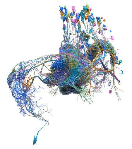 Long fibers from neurons at the center of a fruit fly's brain.