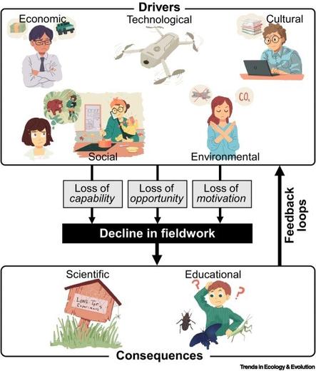 Top box: drivers of decline in fieldwork
Arrows linking this through loss capability, loss of opportunity, loss of motivation, to the decline then to a bottom box
Bottom box: consequences of decline in fieldwork
Description from article:
Various social (e.g., societal expectations, regulations), economic (e.g., limited funding, rising research costs), environmental (e.g., ecological degradation, climate change), technological (e.g., use of remote sensing over field observation), educational (e.g., declining focus on natural sciences in school curricula), and cultural (e.g., shifting academic values regarding fieldwork-based studies) factors can reduce the capability, opportunity, and motivation to conduct fieldwork-based research and education. Decreased fieldwork can negatively impact ecological research and education, which in turn can hamper efforts to address the ongoing global biodiversity decline. Several feedback loops likely exist, where declines in fieldwork lead to further reductions in these activities.
