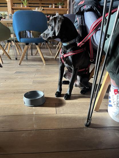Ein schwarzer Hund sitzt brav an einem Stuhl in einem Restaurant. Er trägt ein rotes Hundegeschirr und ein blaues Halsband. Vor dem Hund steht eine graue Wasserschale auf einem hellen Holzboden. Im Hintergrund sind Holzmöbel und ein Teil einer Person zu sehen, die am Tisch sitzt.  Das Bild wirkt ruhig und zeigt einen entspannten Moment.

Bereitgestellt von @altbot, generiert mit Gemini