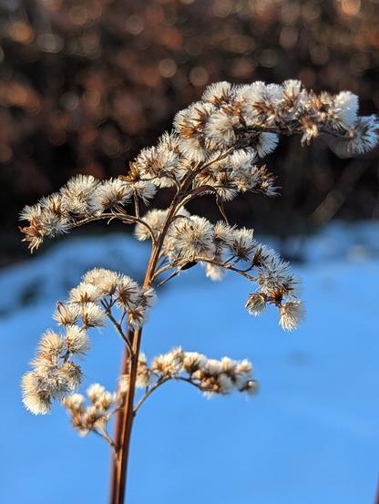 Eine in Frost gehüllte verwelkte Blüte.