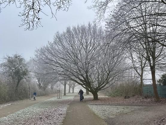 A view of the cycle path with frosted over plants and trees.