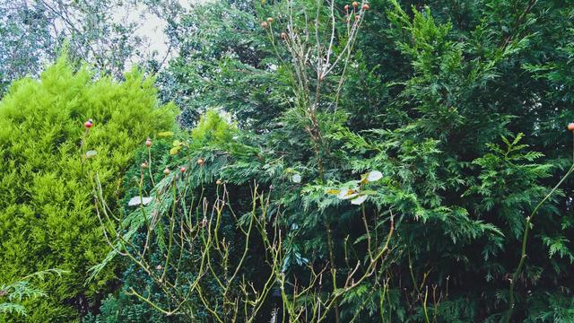 #Roses...! For the #HittingThingsWithHammers...!