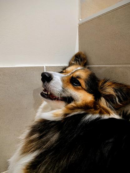 Reggie the tricolour fluffy corgi has squashed himself into a tiled corner of a room to try and escape the dreaded vacuum cleaner. He has a half-hearted grin.
