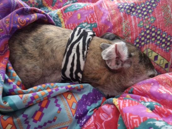 Pina Galgo Espanol vergraben in bunte Kissen und Decken, man sieht nur einen kleinen Teil Kopf und Hals.