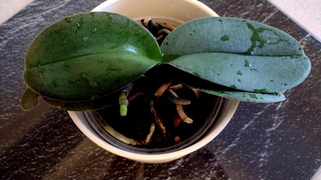 Orchideenpflanze mit Blütentrieb