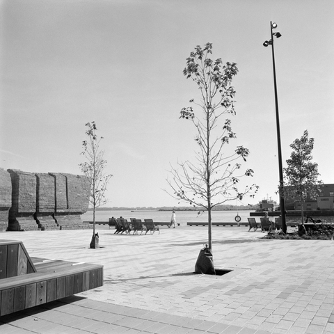 Several scant trees rise from ports in the paving bricks as someone saunters by the water.