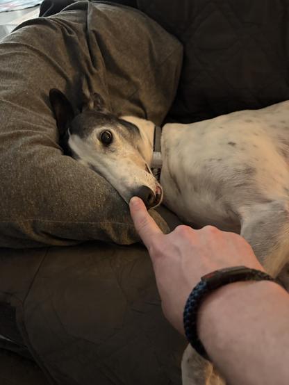 Photo of a white man’s hand reaching out with his pointer finger to touch the nose of a white greyhound dog.
